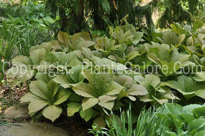 PGC-P-Rodgersia-aesculifolia-aka-Rodgersia-plant-1