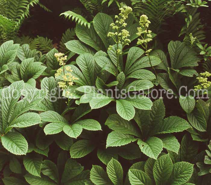 PGC-P-Rodgersia-aesculifolia-aka-Rodgersia-plant-2
