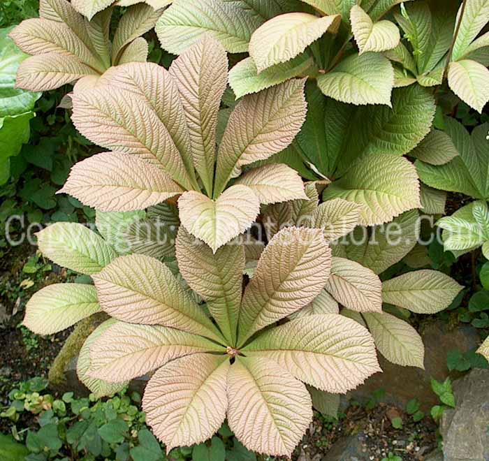 PGC-P-Rodgersia-aesculifolia-aka-Rodgersia-plant-3