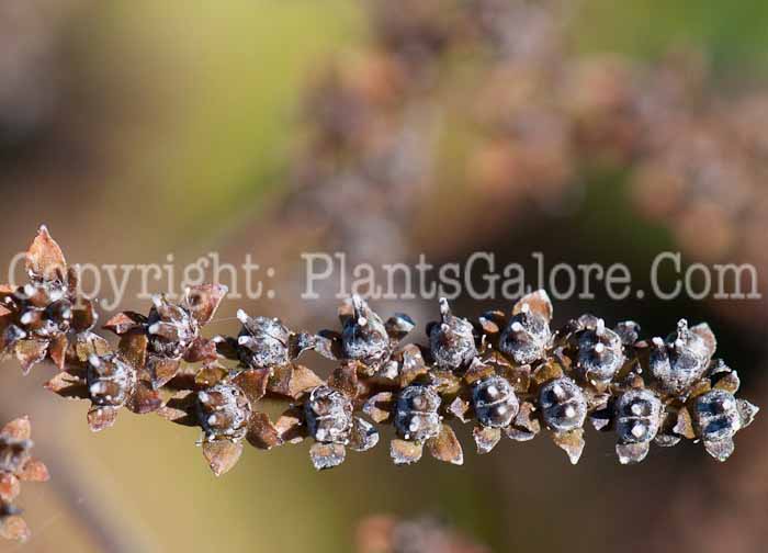 PGC-P-Rodgersia-aesculifolia-aka-Rodgersia-seed-1