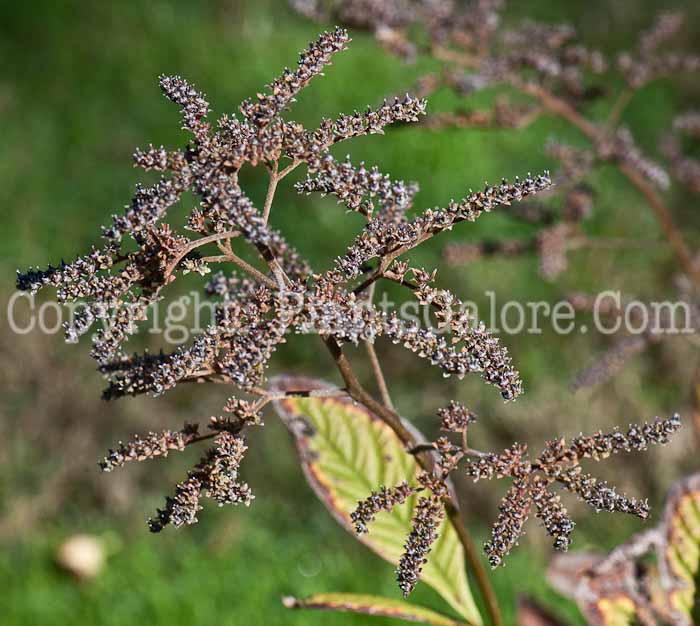 PGC-P-Rodgersia-aesculifolia-aka-Rodgersia-seed-2