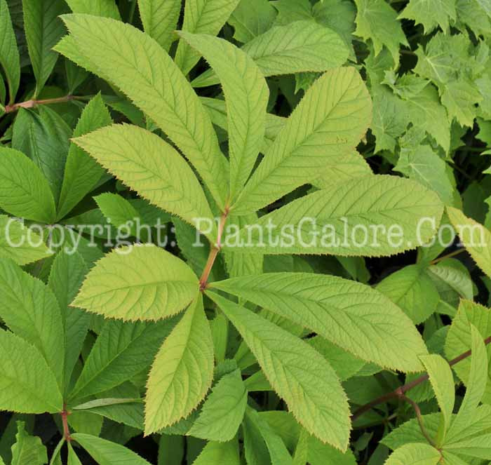 PGC-P-Rodgersia-henrici-WG-05-12-1