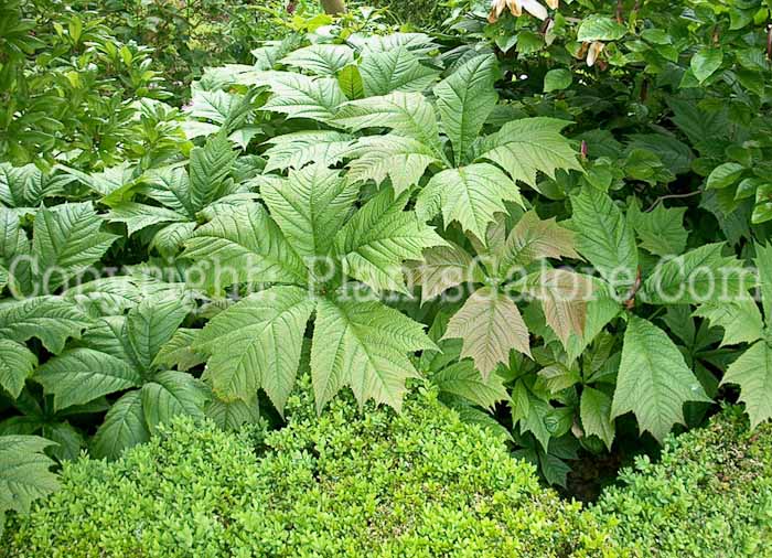 PGC-P-Rodgersia-podophylla-2004 England Sissinghurst - 040