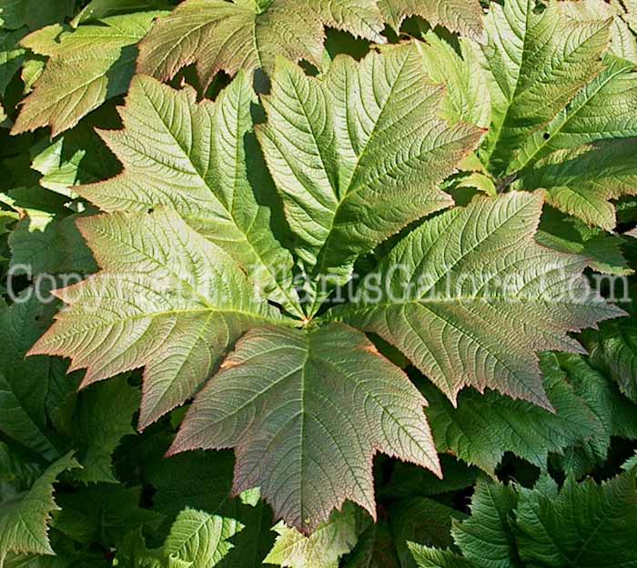 PGC-P-Rodgersia-podophylla-2010-65