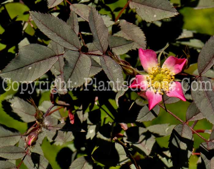 PGC-S-Rosa-glauca-aka-Blue-Leaf-Rose-type-Species-flower-1