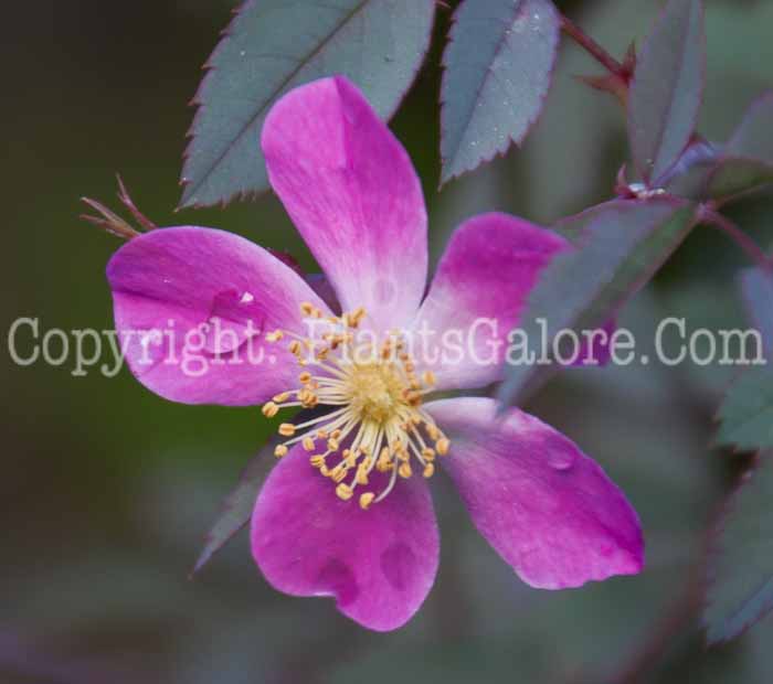 PGC-S-Rosa-glauca-aka-Blue-Leaf-Rose-type-Species-flower-2