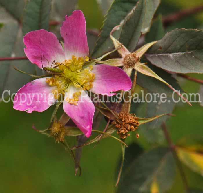 PGC-S-Rosa-glauca-aka-Blue-Leaf-Rose-type-Species-flower-3