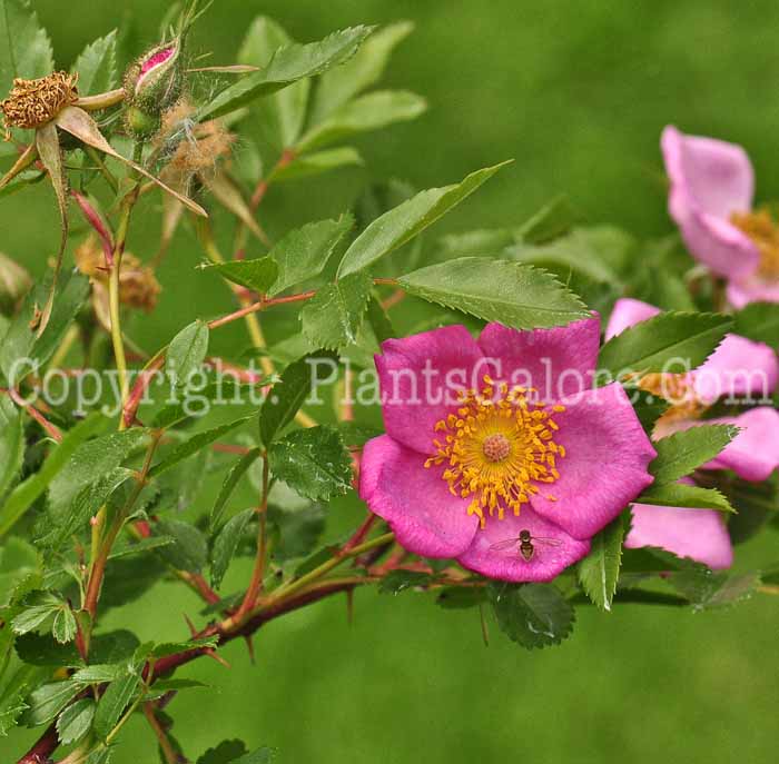 PGC-S-Rosa-nitida-aka-Shining-Rose-type-Species-flower-1
