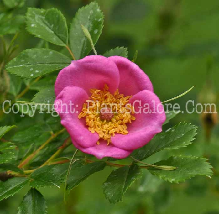 PGC-S-Rosa-nitida-aka-Shining-Rose-type-Species-flower-3