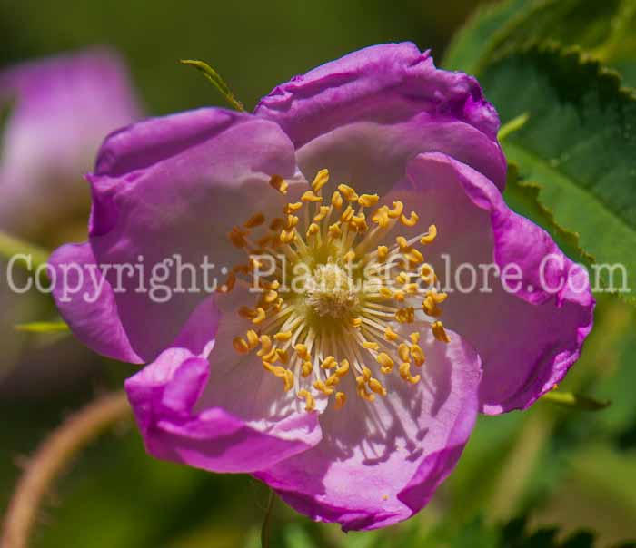 PGC-S-Rosa-pendulina-aka-Alpine-Rose-flower-1