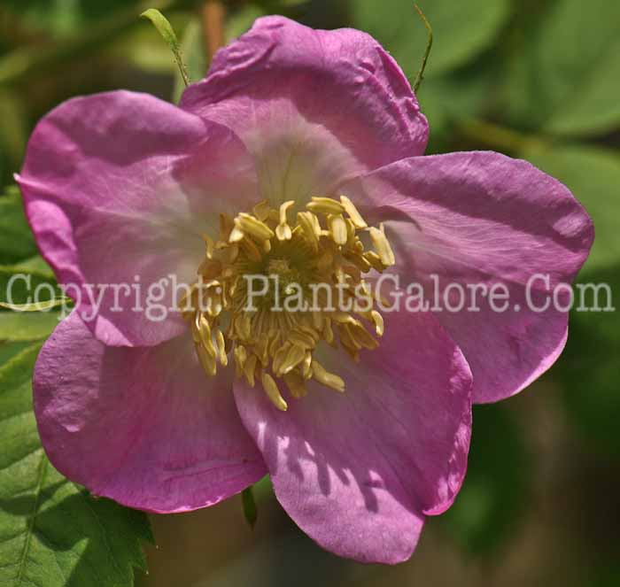PGC-S-Rosa-pendulina-aka-Alpine-Rose-flower-3