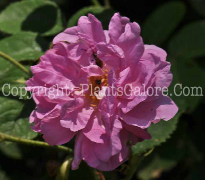 PGC-S-Rosa-x-Damascena-08-2012-2
