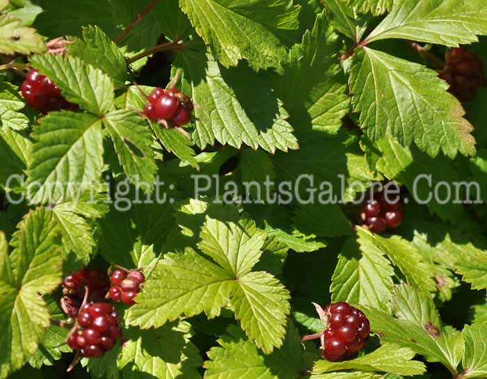 PGC-S-Rubus-arcticus-aka-Arctic-Raspberry-2