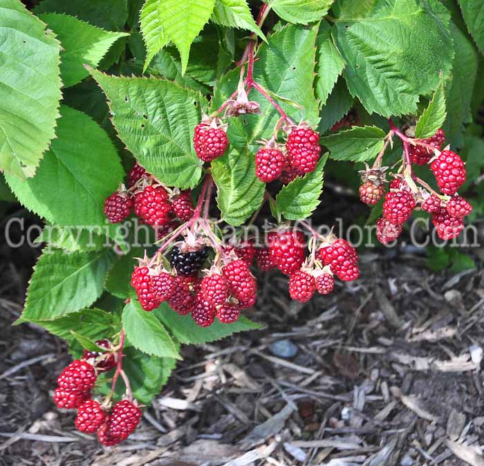 PGC-S-Rubus-idaeus-aka-Raspberry-813-1
