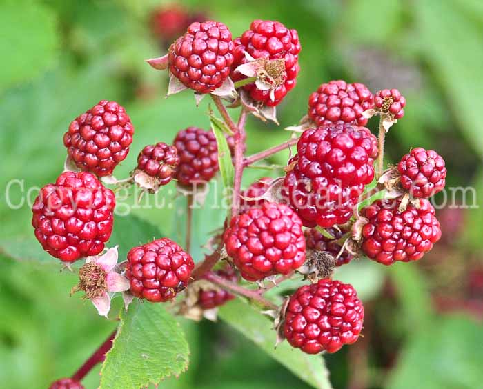 PGC-S-Rubus-idaeus-aka-Raspberry-813-4
