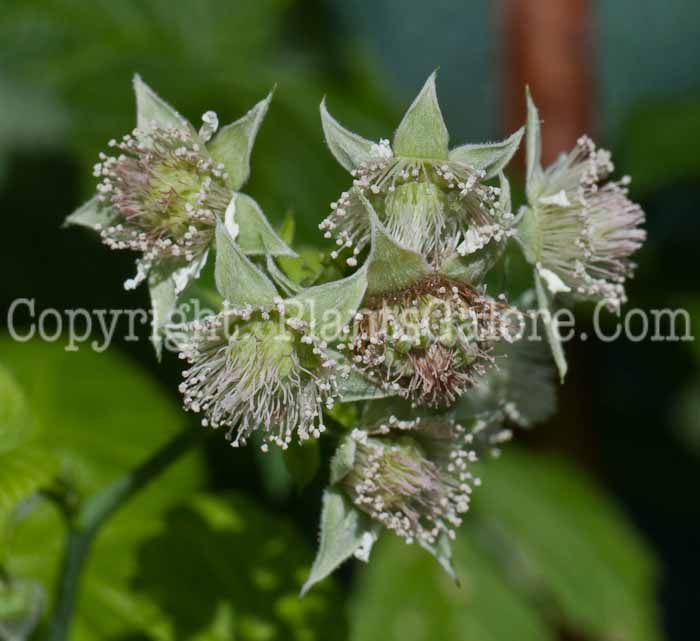 PGC-S-Rubus-ideaus-aka-Raspberry-0414-1