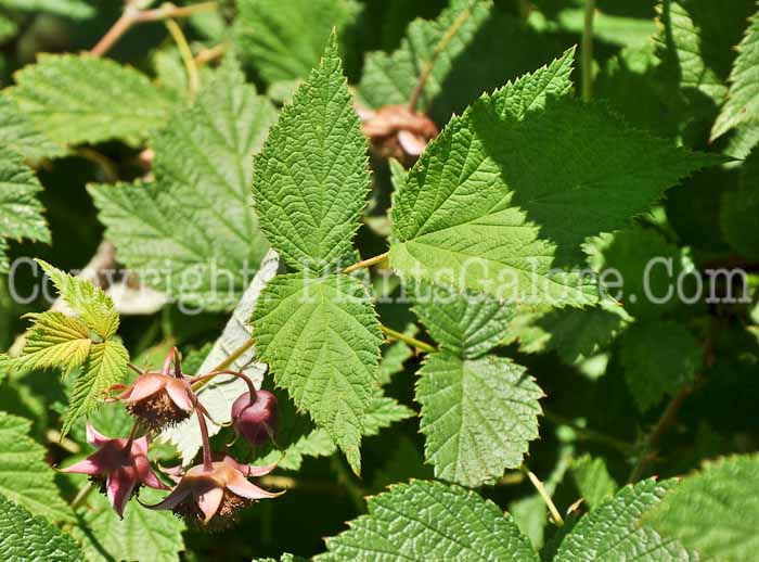 PGC-S-Rubus-lasiostylus-ada-Ghost-Bramble-2