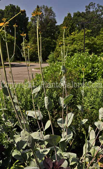 PGC-P-Rudbeckia-maxima-Maxima-06-12-4