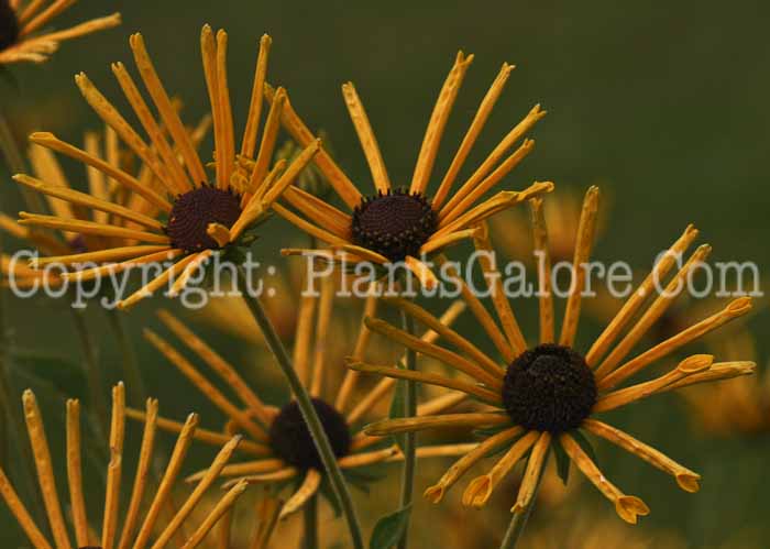 PGC-P-Rudbeckia-subtomentosa-Henry-Eilers-2010-006