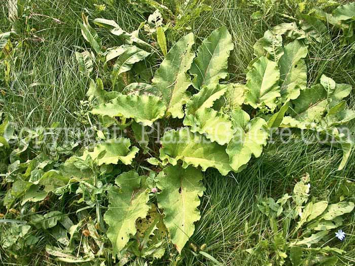 PGC-F-Rumex-crispus-aka-Curly-Dock-1