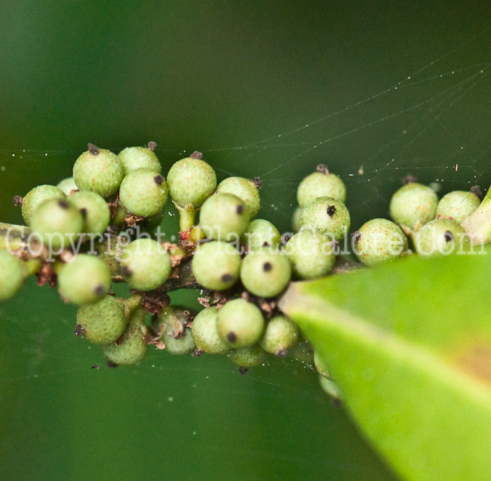 PGC-S-Rapanea-punctata-aka-Myrsine-0214-2