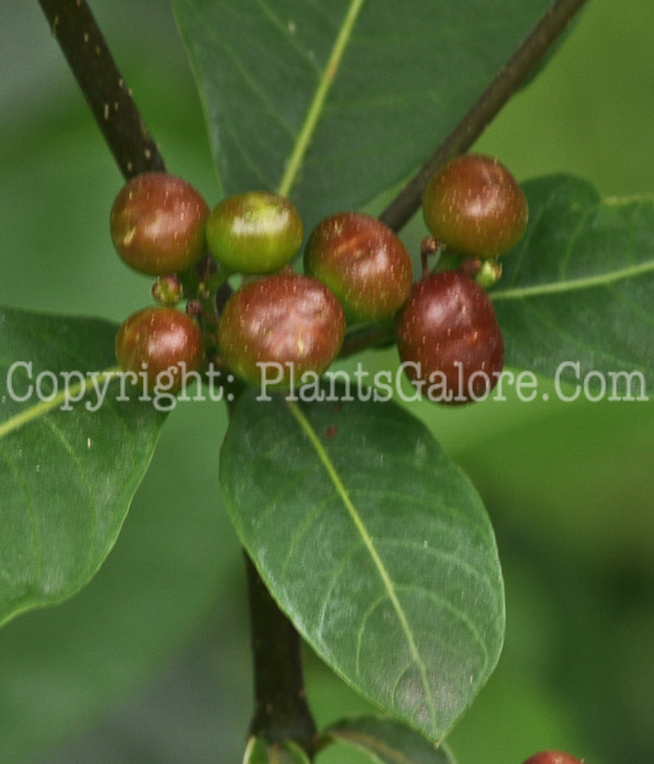 PGC-S-Rauvolfia-tetraphylla-2012 (2 of 3)