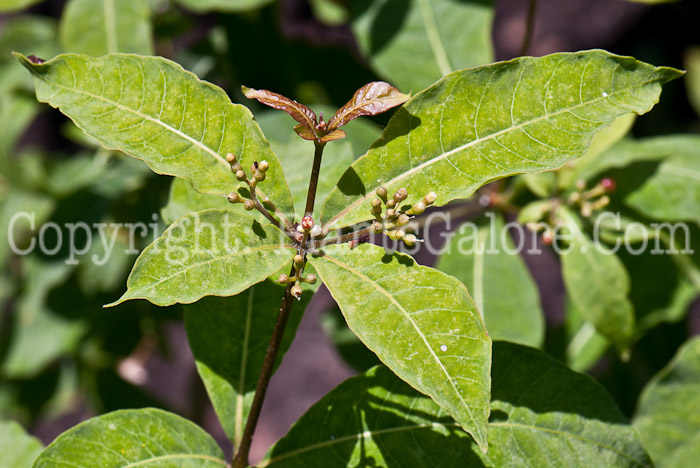 PGC-S-Rauvolfia-tetraphylla-aka-Rauvolfia-0514q-2