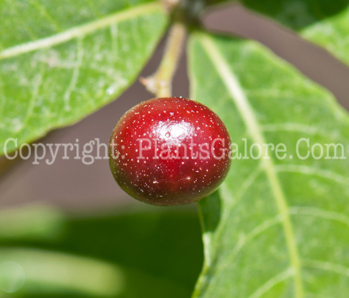 PGC-S-Rauvolfia-tetraphylla-aka-Rauvolfia-0514q-3