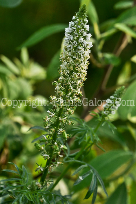 PGC-A-Reseda-odorata-aka-Common-Mignonette-1