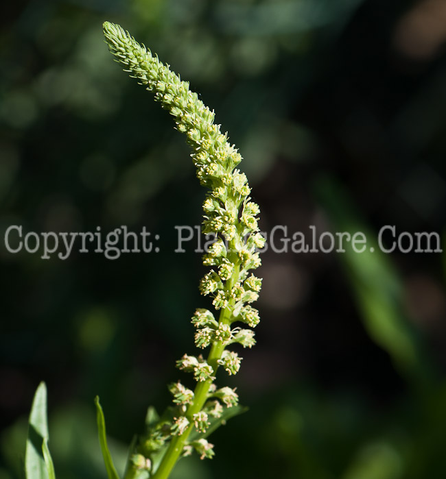 PGC-P-Reseda-luteola-aka-Weld-0514-1