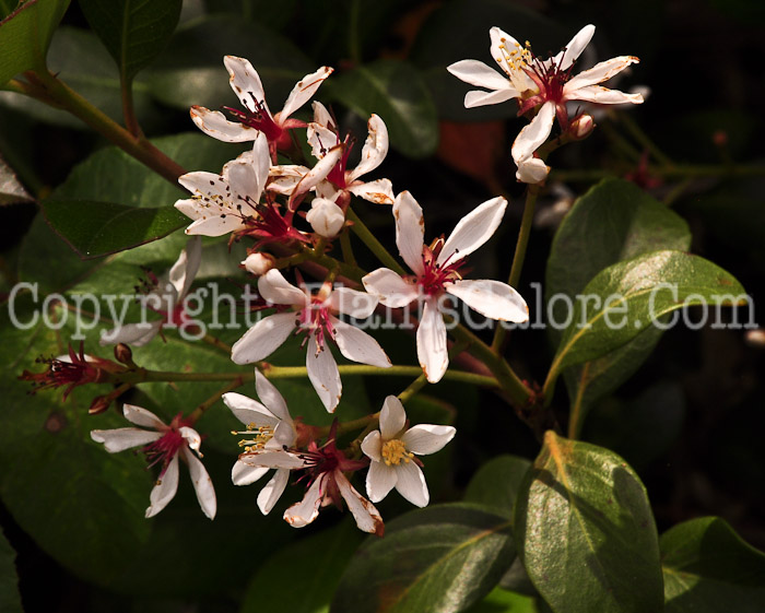 PGC-S-Rhaphiolepis-indica-aka-Indian-Hawthorn-2013-1