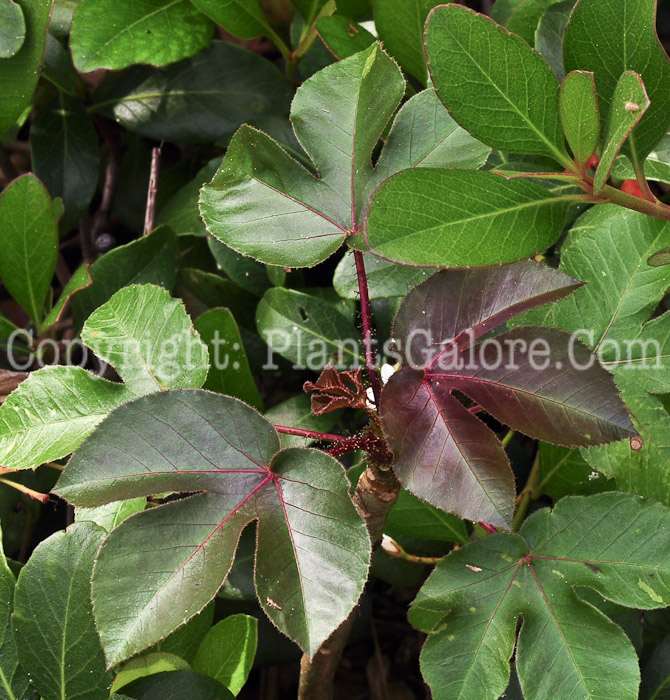 PGC-S-Rhaphiolepis-indica-aka-Indian-Hawthorn-2013-3