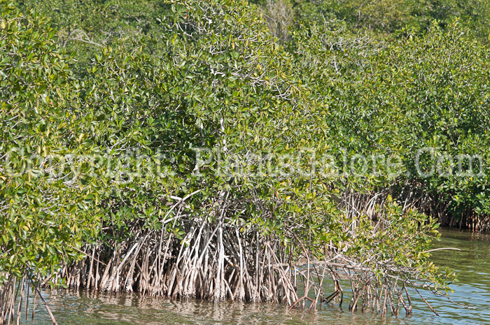 PGC-S-Rhizophora-mangle-aka-Red-Mangrove-0214-3-3