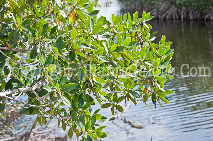PGC-S-Rhizophora-mangle-aka-Red-Mangrove-0214-3-9