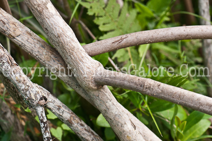 PGC-T-Rhizophora-mangle-aka-Red-Mangrove-0214-1