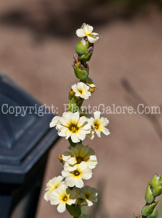 PGC-P-Rhodanthemum-hosmariense-0514c-2