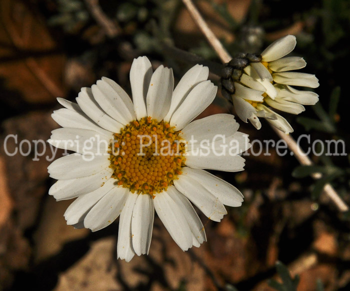 PGC-P-Rhodanthemum-hosmariensis-aka-Moroccan-Daisy-2