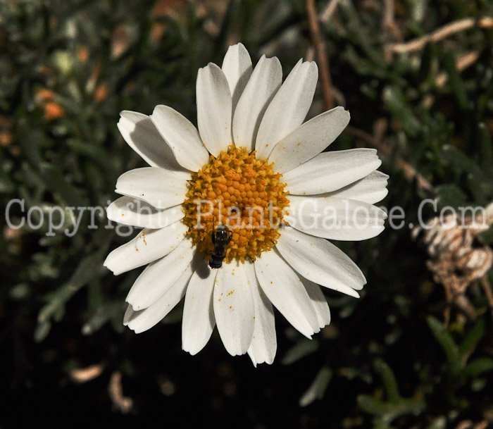 PGC-P-Rhodanthemum-hosmariensis-aka-Moroccan-Daisy-3