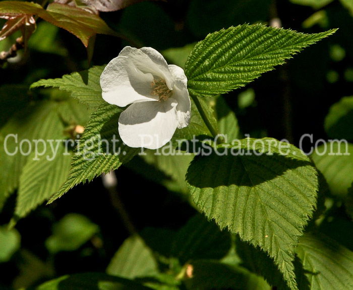 PGC-S-Rhodotypos-scandens-aka-Jetbead-1