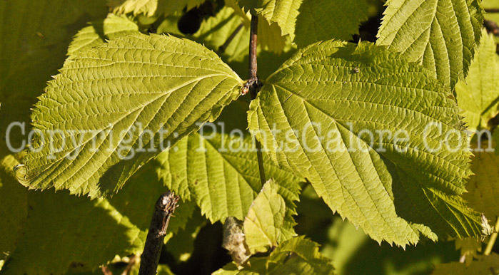 PGC-S-Rhodotypos-scandens-aka-Jetbead-3