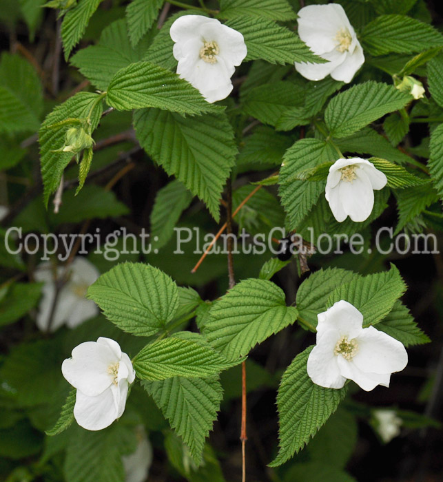 PGC-S-Rhodotypos-scandens-aka-Jetbead-5