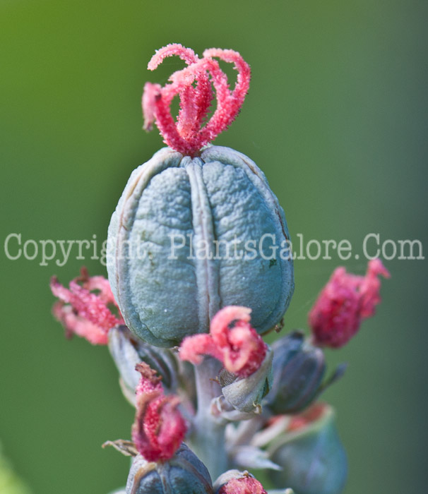 PGC-P-Ricinus-communis-aka-Castor-Bean-13