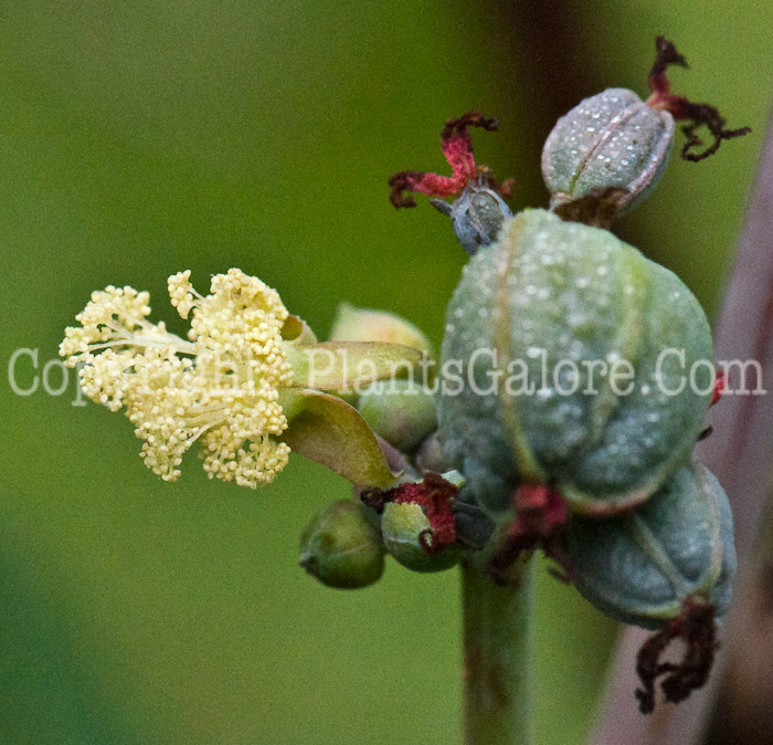 PGC-P-Ricinus-communis-aka-Castor-Bean-14