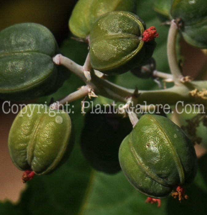 PGC-P-Ricinus-communis-aka-Castor-Bean-23