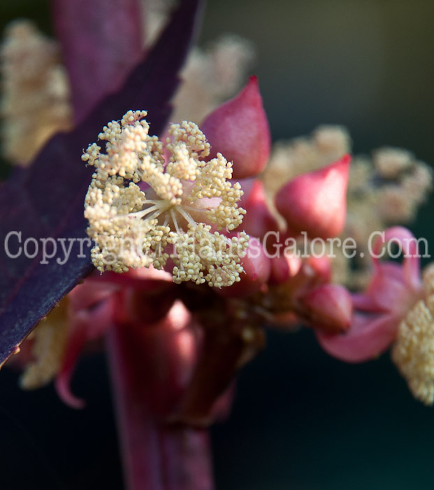 PGC-P-Ricinus-communis-aka-Castor-Bean-flower-2