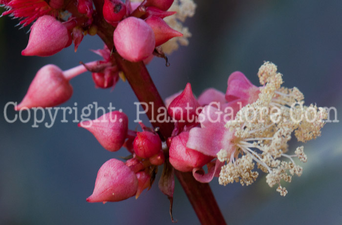 PGC-P-Ricinus-communis-aka-Castor-Bean-flower-6
