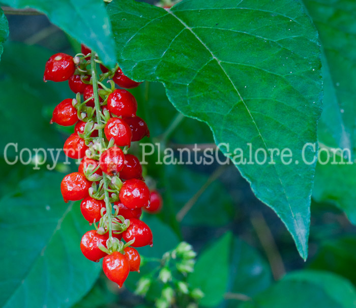 PGC-A-Rivina-humilis-aka-Bloodberry-1013p-1