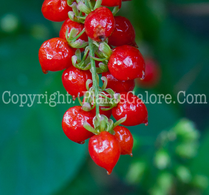 PGC-A-Rivina-humilis-aka-Bloodberry-1013p-2