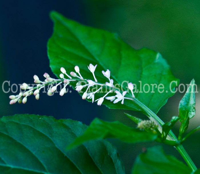 PGC-A-Rivina-humilis-aka-Bloodberry-1013p-3