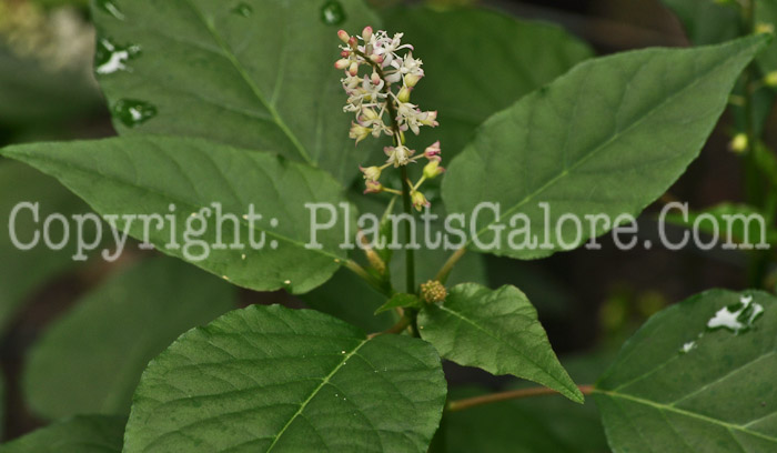 PGC-P-Rivina-humilis-aka-Bloodberry-3